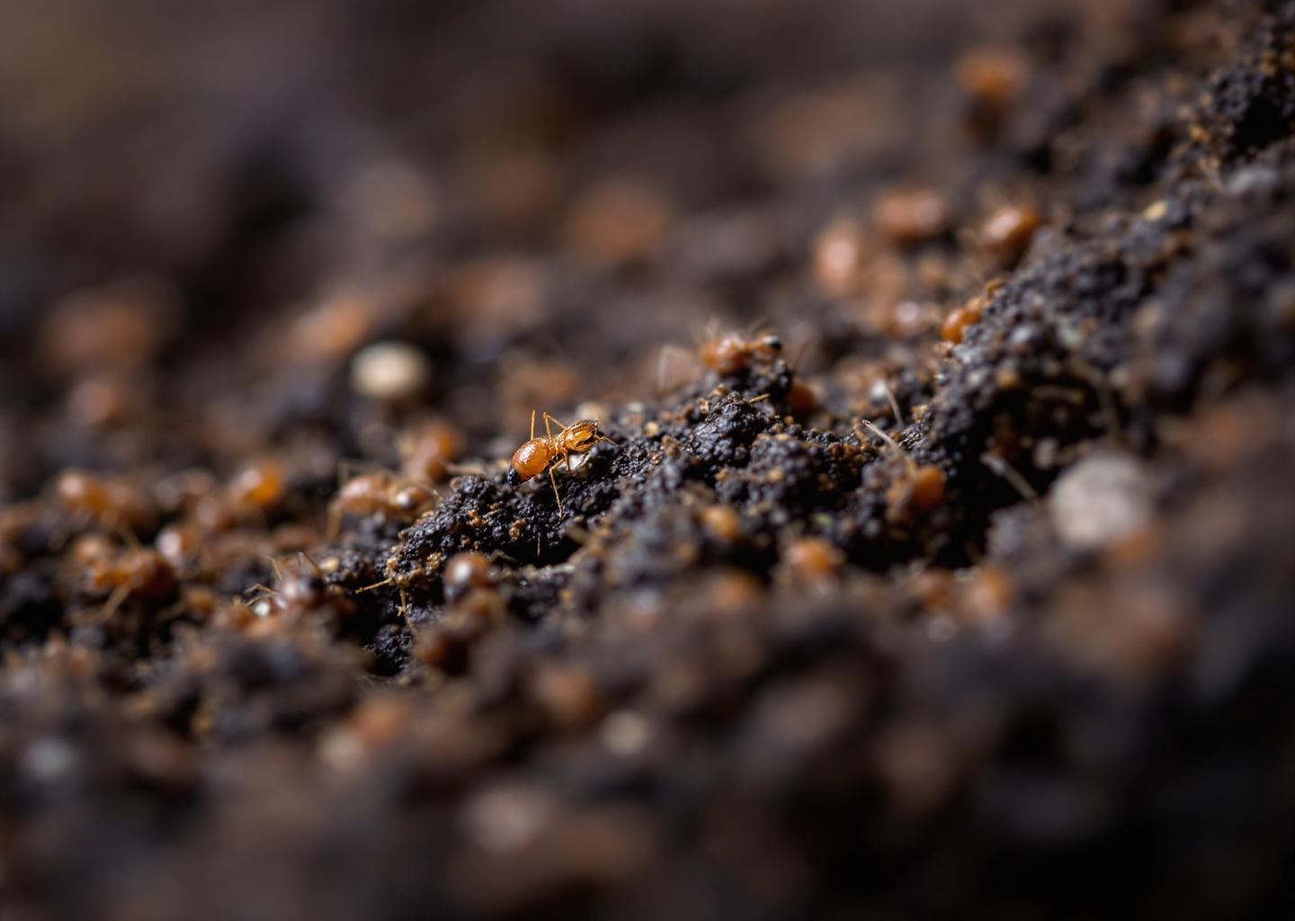 Detail view: DIY vs Pro Pest Control: When Experts Save You Money